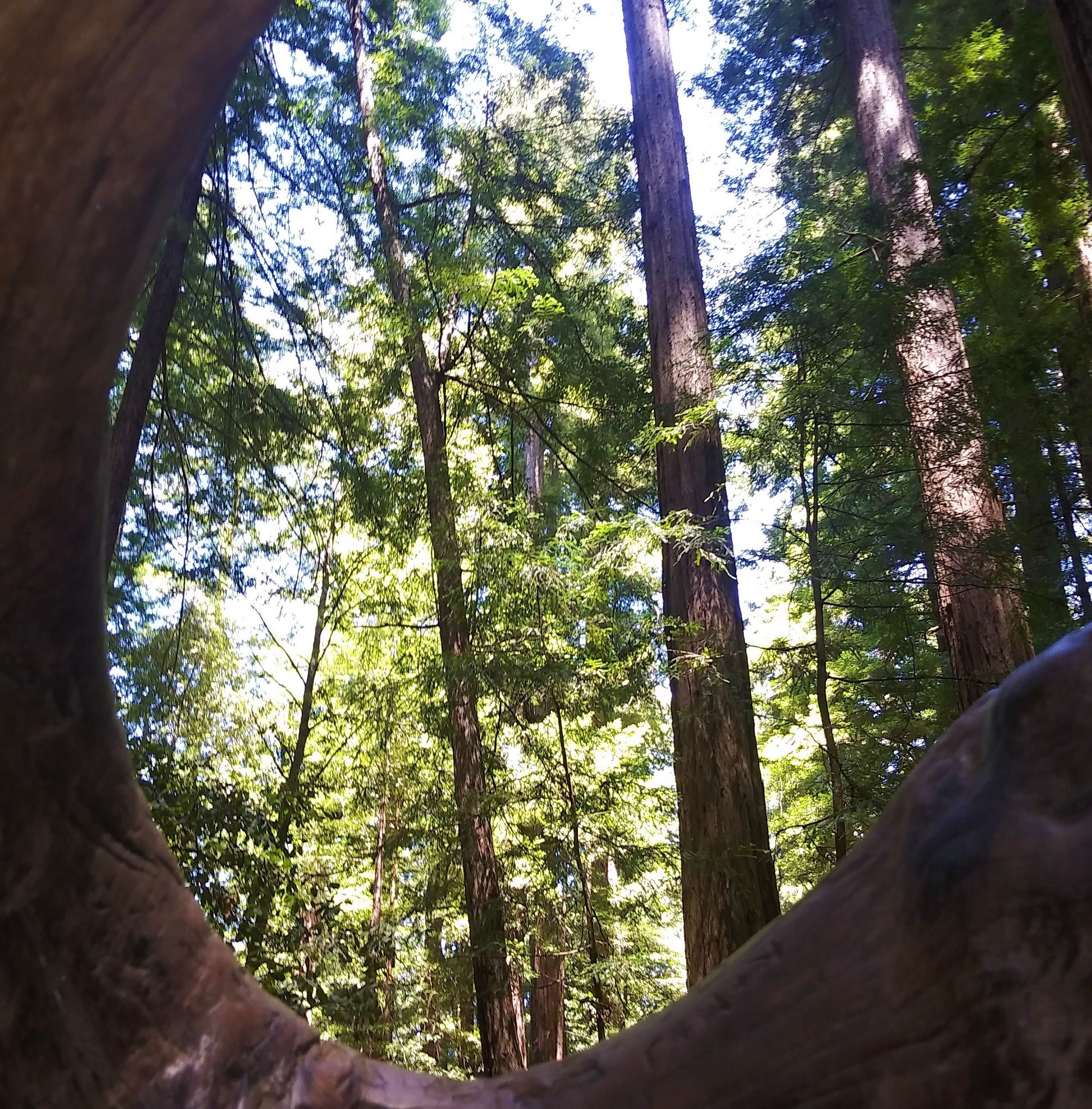 Best Place To See Redwoods Near San Francisco Family Road Trip Guru Kid Friendly Travel Ideas
