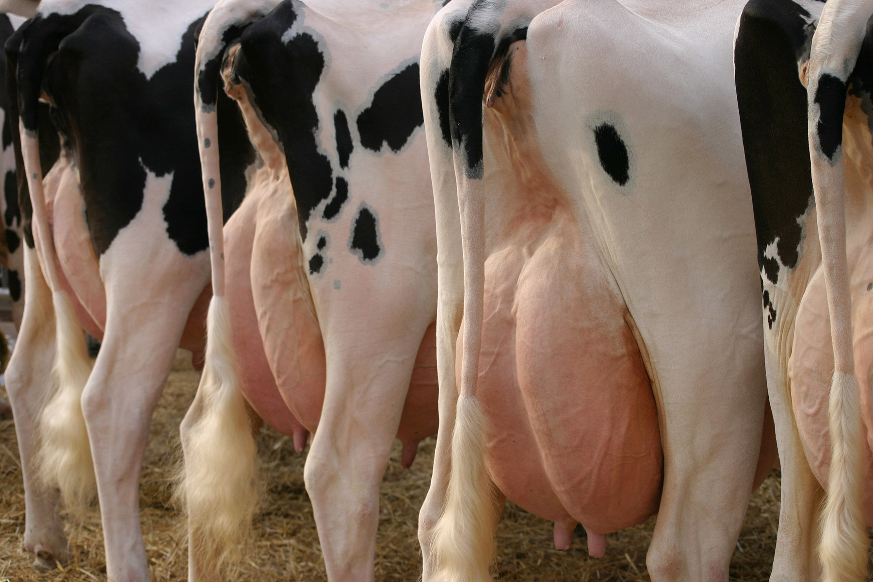 Excellent udder health for high quality milk IDF IDF is the leading