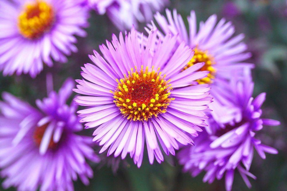 Aster The Flower of September Promises Wisdom and Beauty