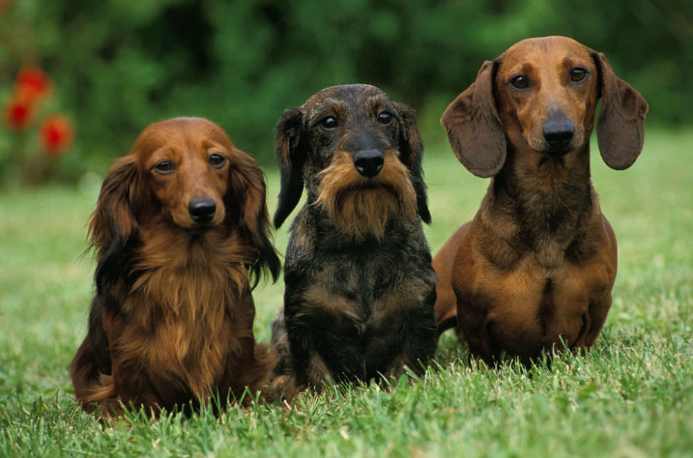 What Age Are Miniature Dachshunds Full Grown