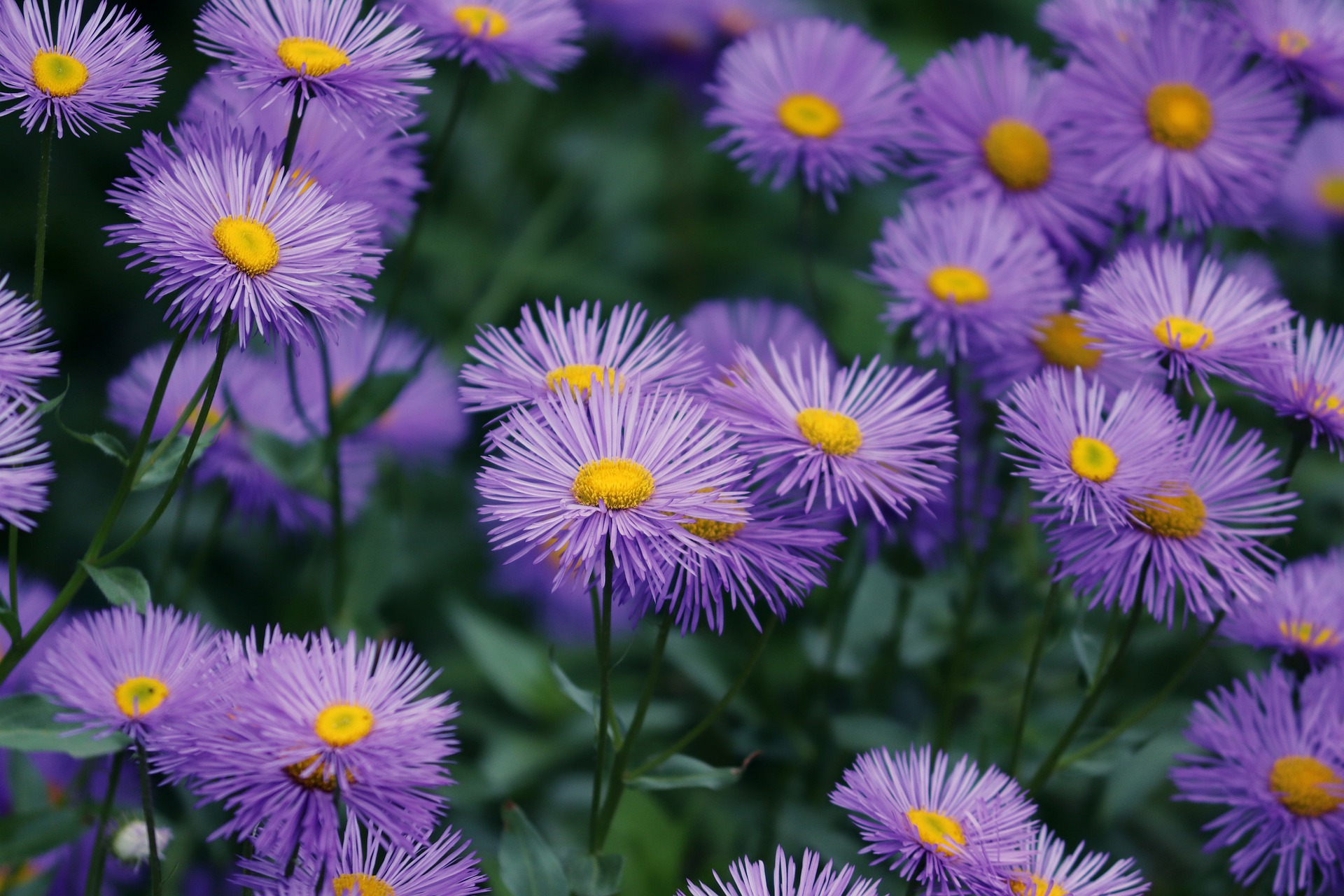 The birth flower of September Aster fronds with benefits
