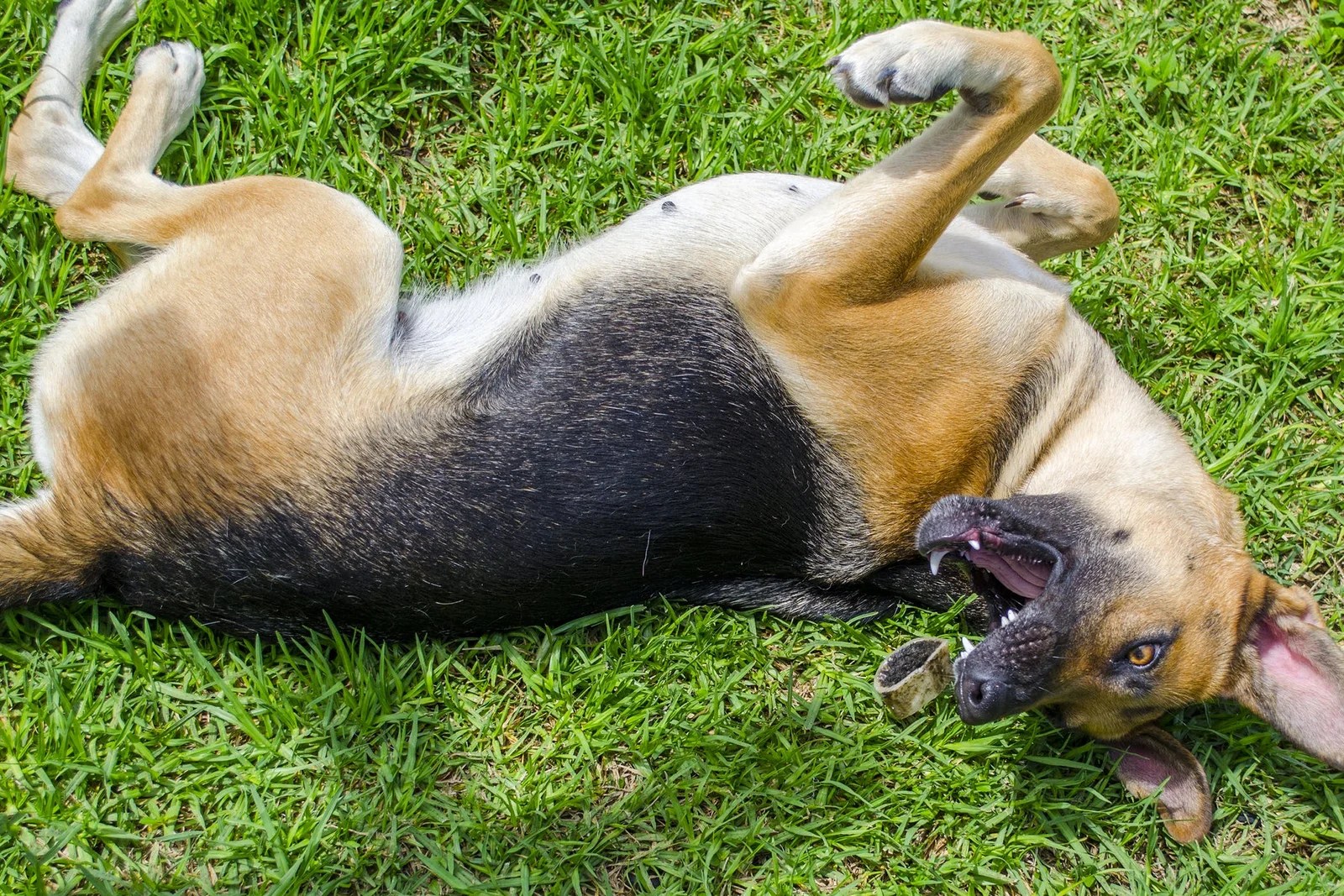 Seizures in Dogs Causes, Symptoms, & How to Treat