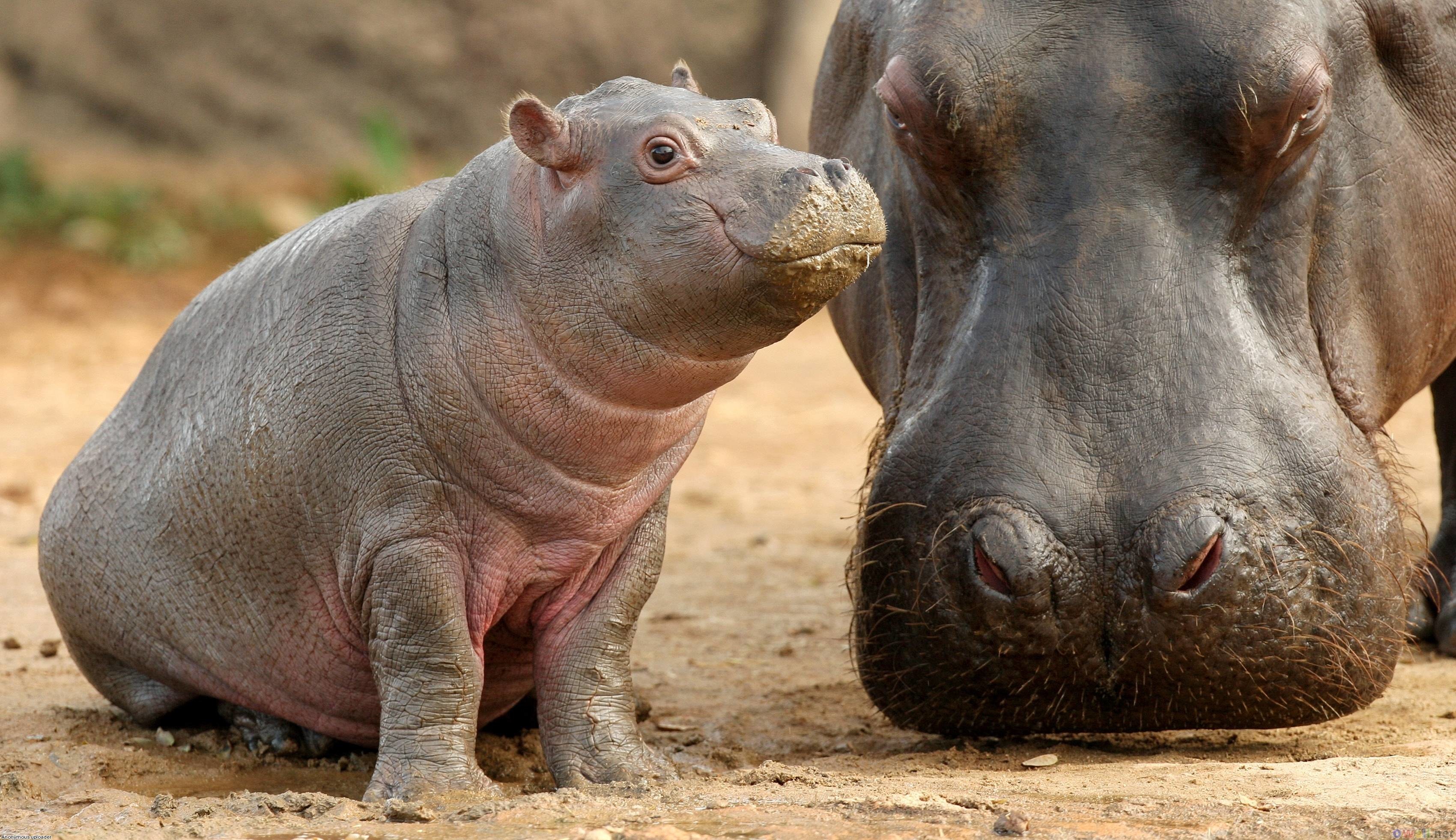 Hippopotamus Wallpaper (60+ images)
