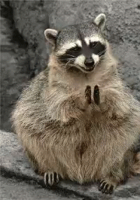 Raccoon Sweet Clapping GIF