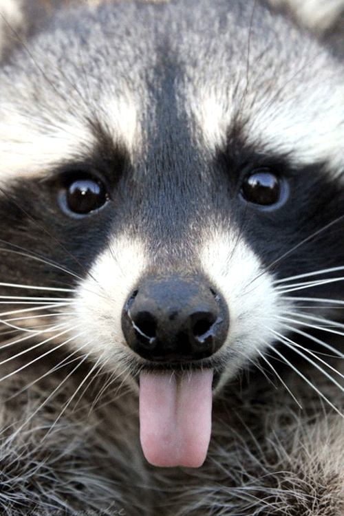 Download Animal Raccoon Gif Gif Abyss