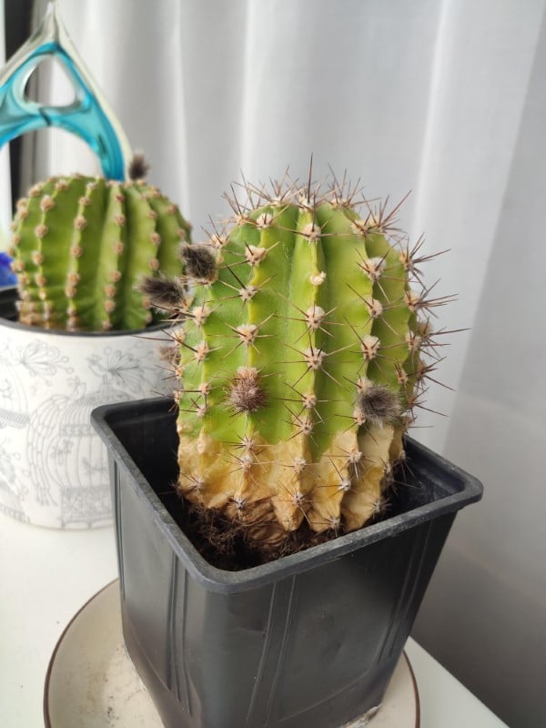 Why Is My Cactus Turning Yellow? (5 Surprising Causes)