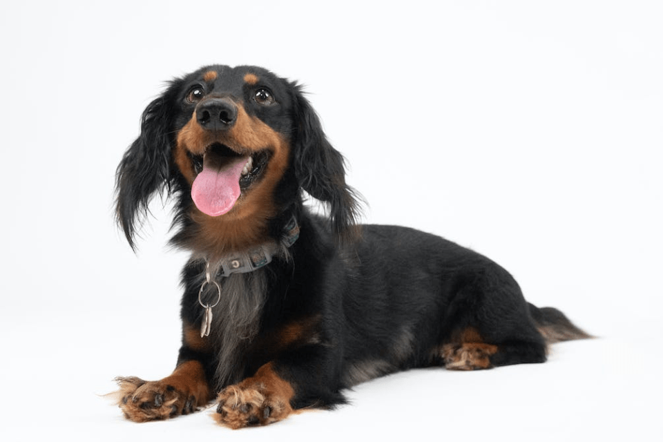 When Do Mini Dachshunds Shed? A Comprehensive Guide to Managing