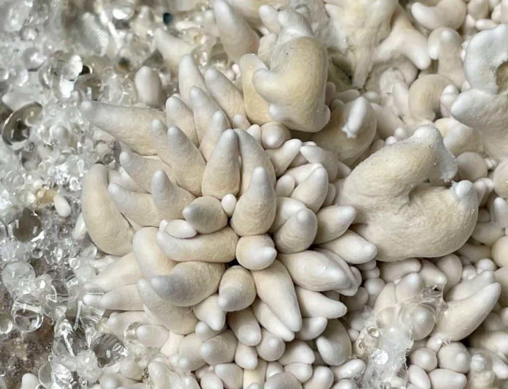 Enigma Cubensis Mushroom Potency, Trip Effects, Dosage & Growing