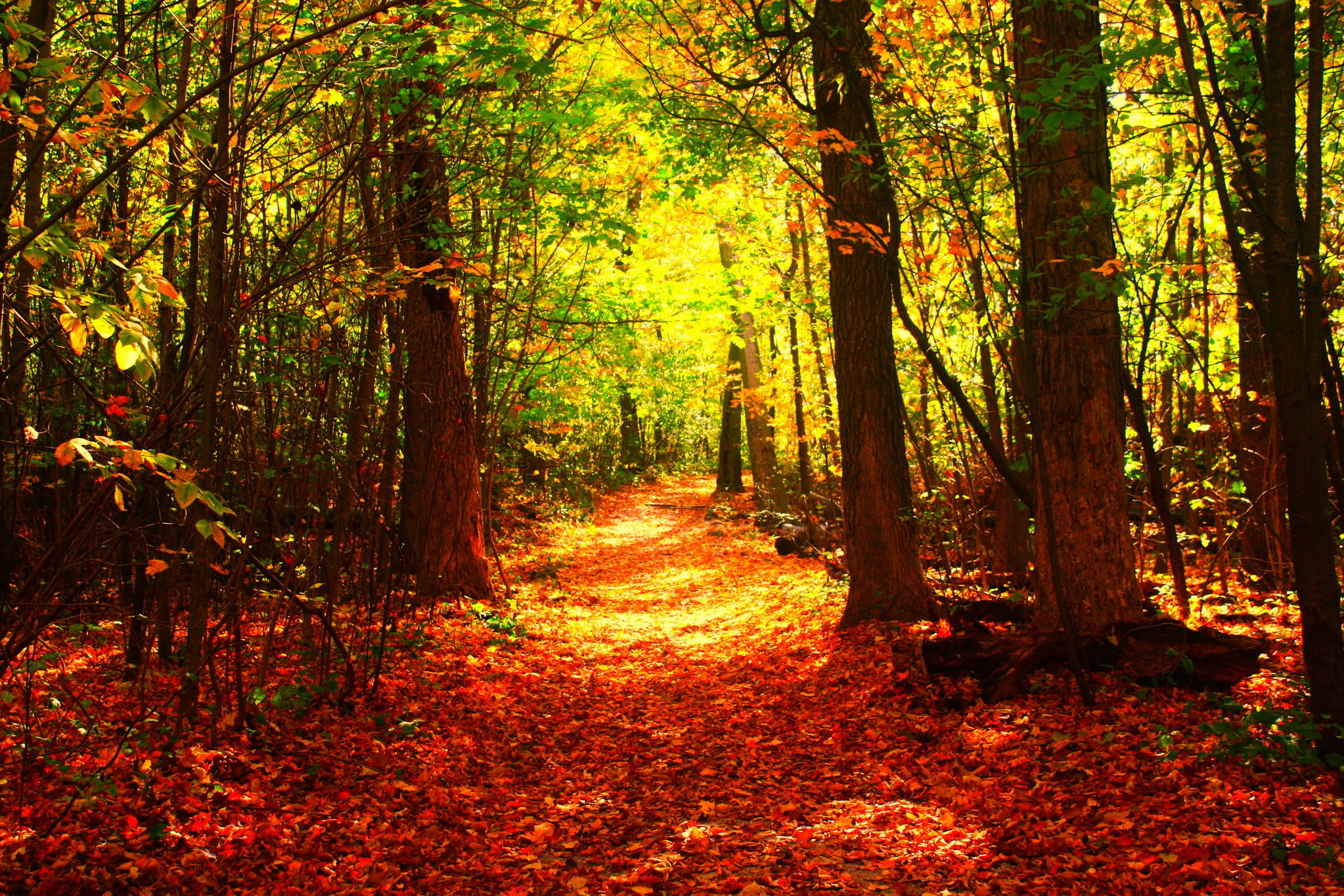 Die 66+ Besten Herbst Hintergrundbilder