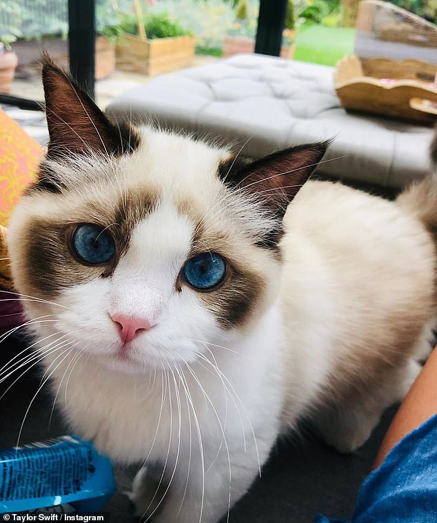 Taylor Swift calls herself a cat lady as she shares adorable image of
