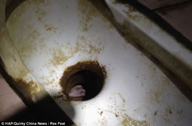 The abandoned child has been named Baby No 59 from the number of his incubator, according to reports