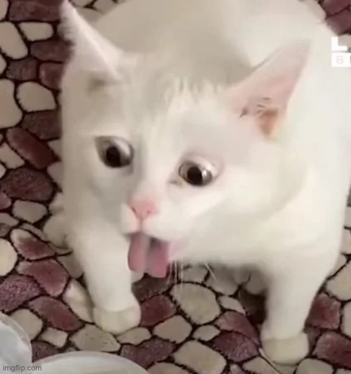 Animated GIF Imgflip