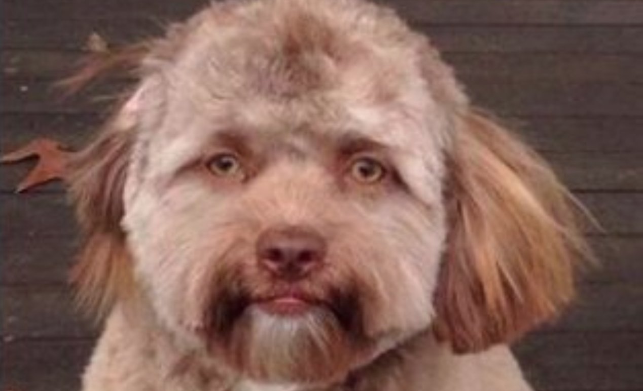 39+ Black Dog With Human Face Meme