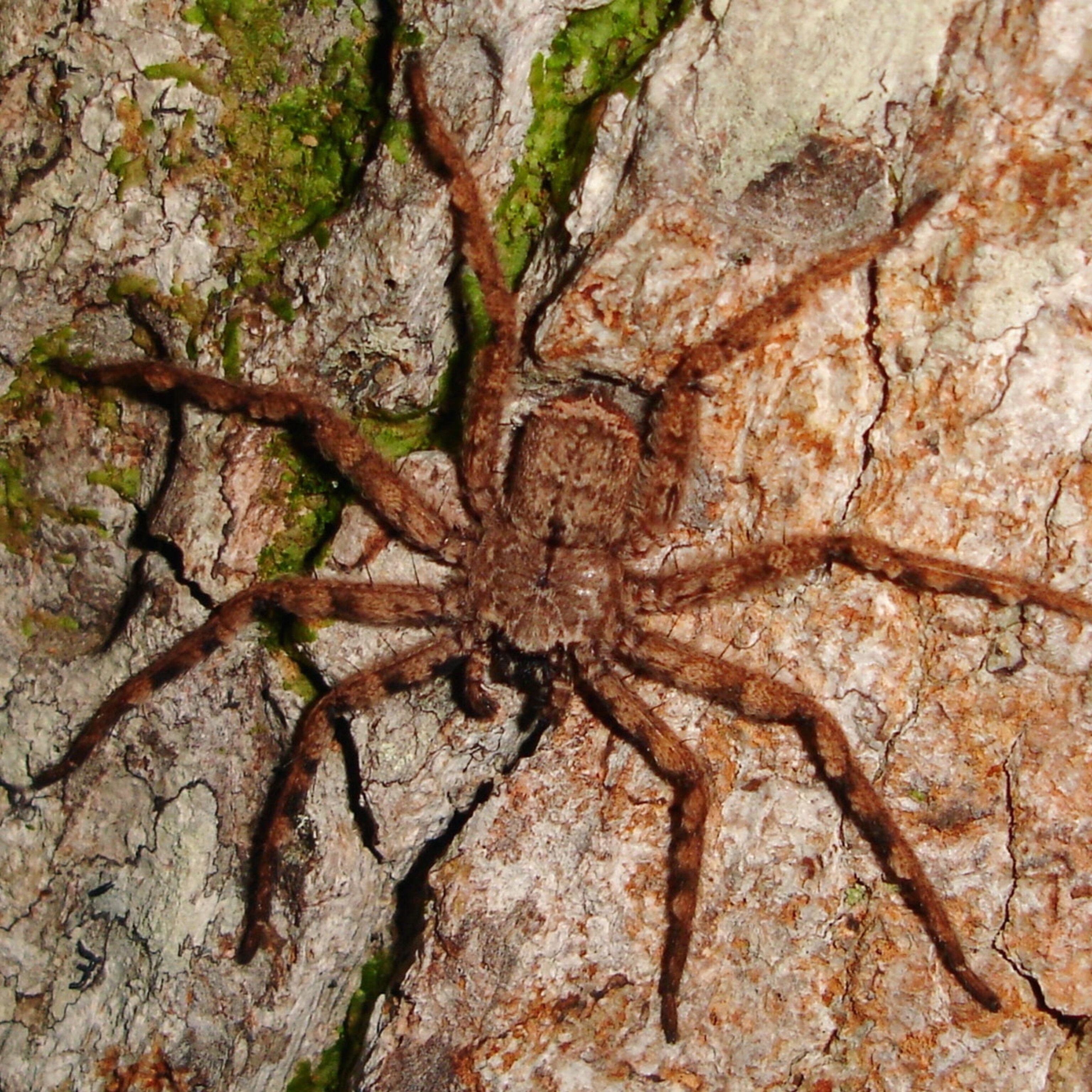 Flying Spiders