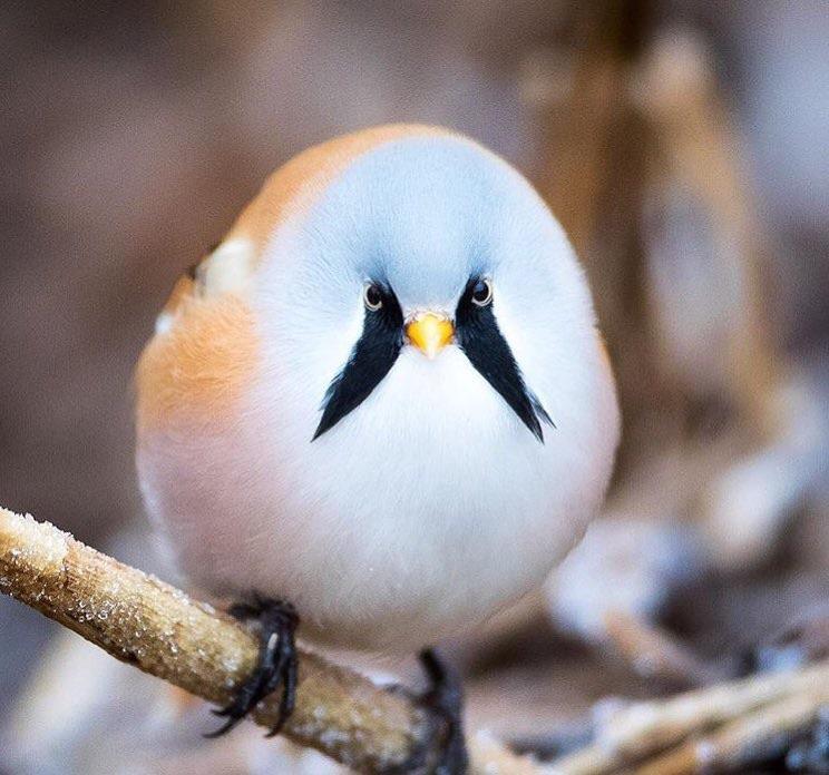 PsBattle this spherical bird