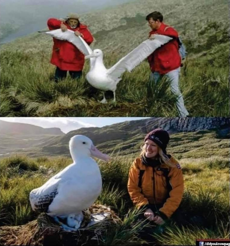 38 Hilarious Albatros Puns Punstoppable 🛑