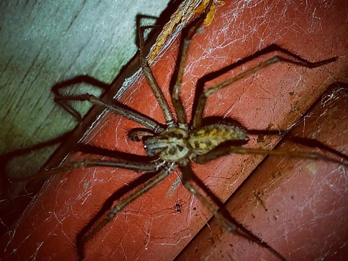 Pregnant House Spider
