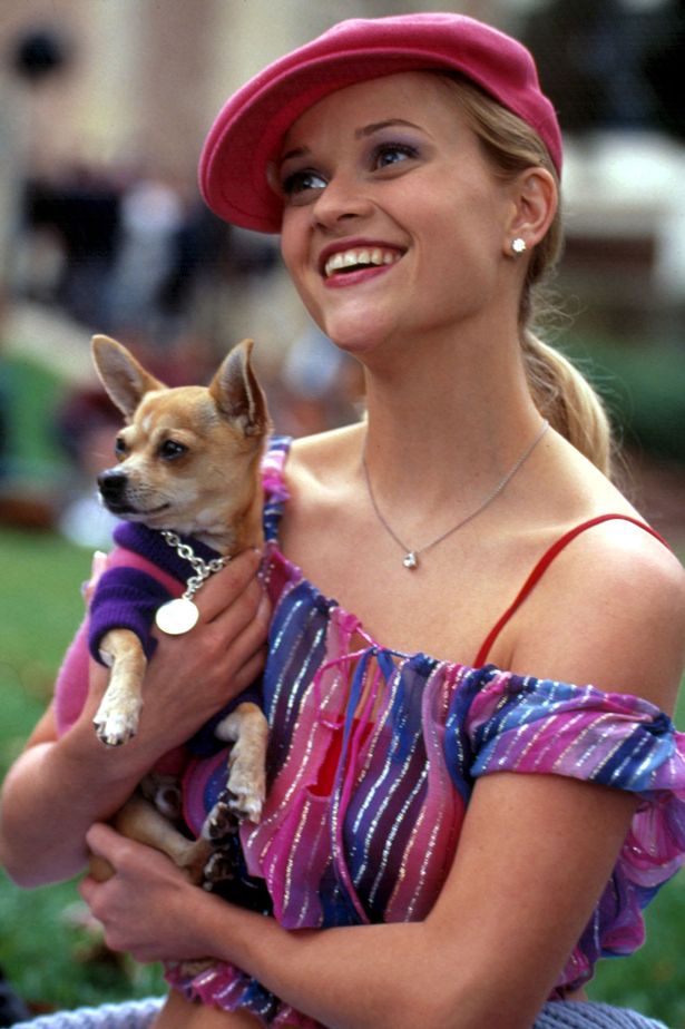 Legally Blonde chihuahua dead Elle Woods' adorable pet pooch Bruiser