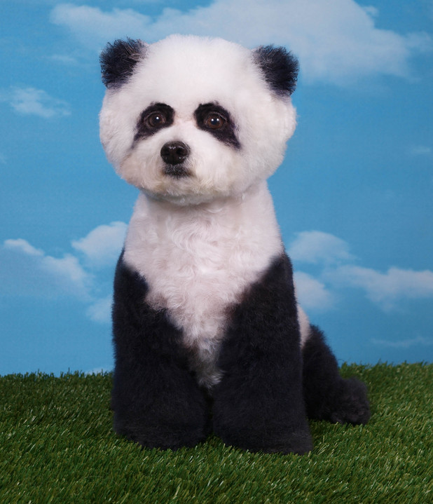 Dog dressed as a panda bear Fluffy Friday! Reveal