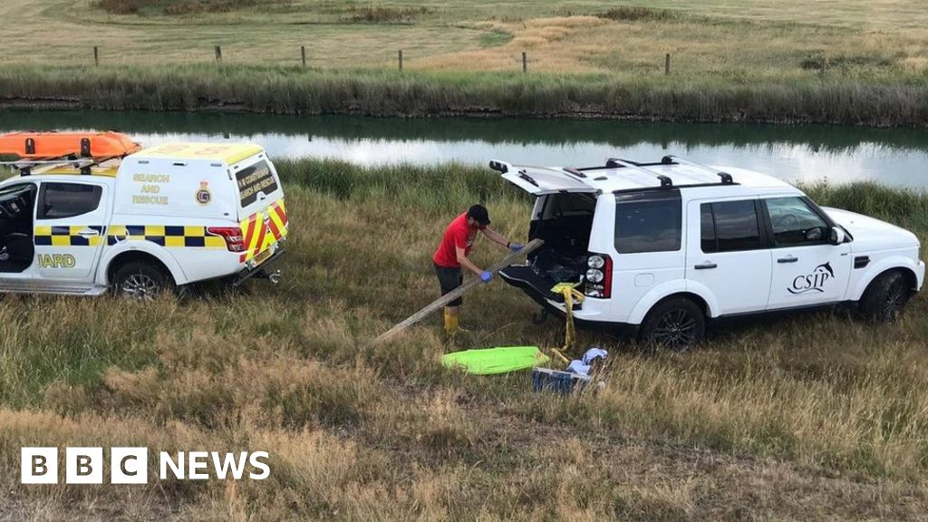 Dolphin found in Essex estuary had birth