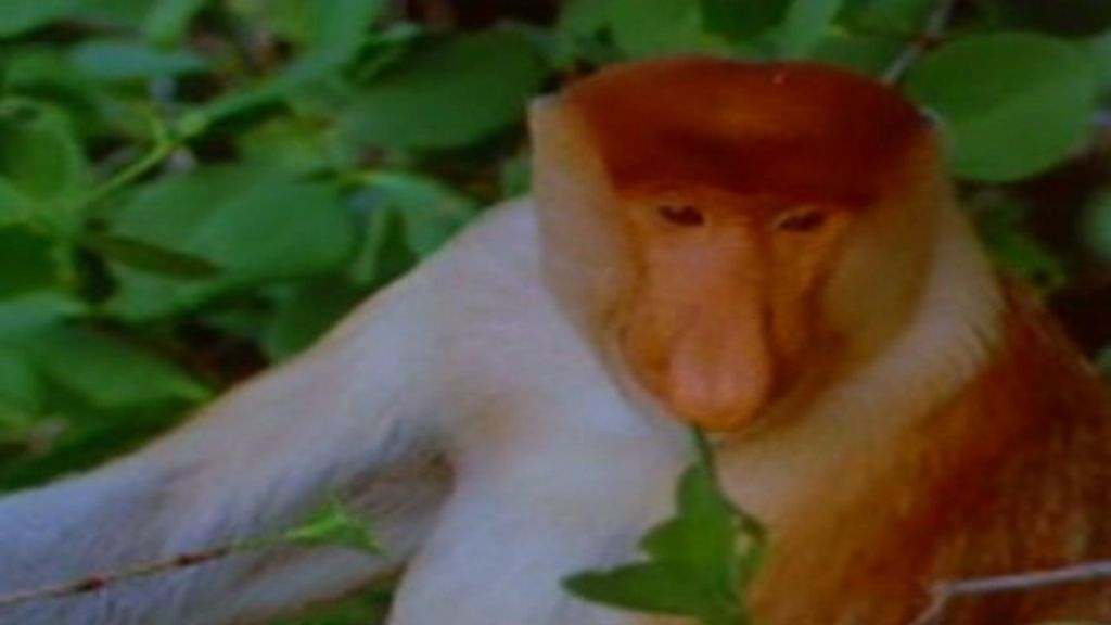 Proboscis monkey on ugly animal list BBC News