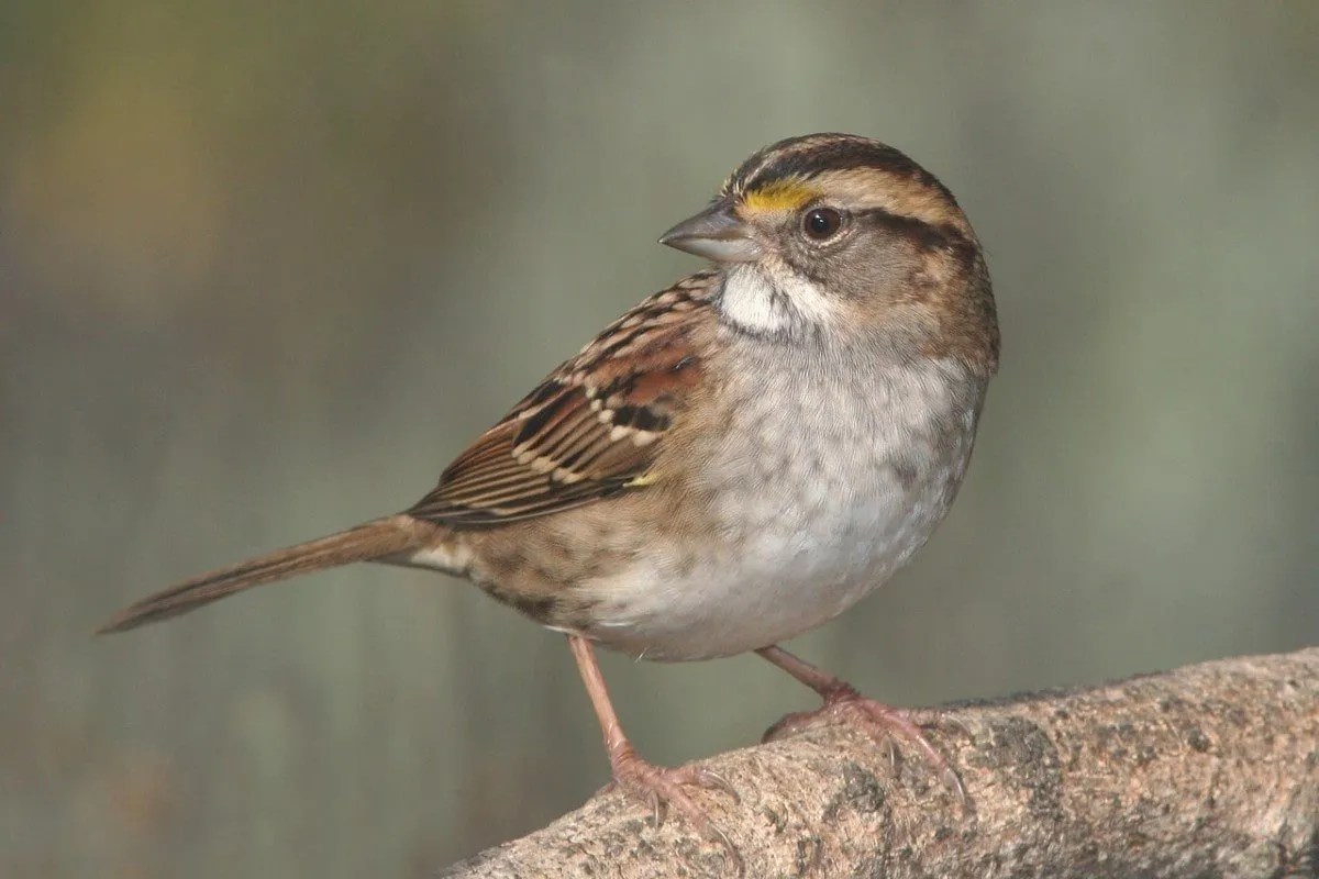 Sparrow Dream Meaning iDre.am Dream Dictionary