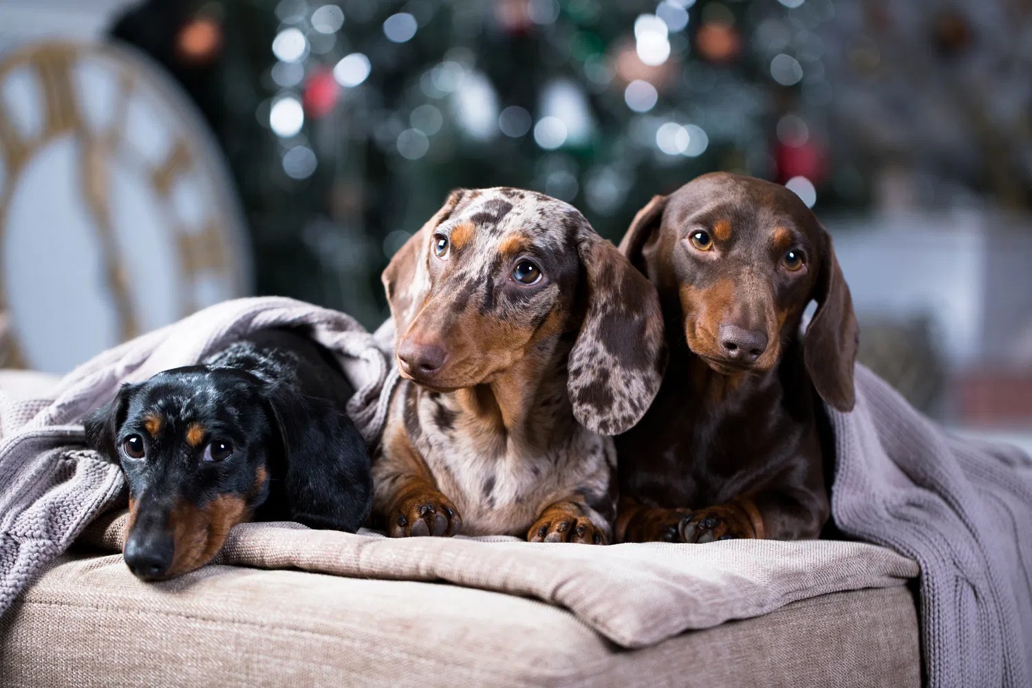 Do Dachshunds Shed? I Love Dachshunds