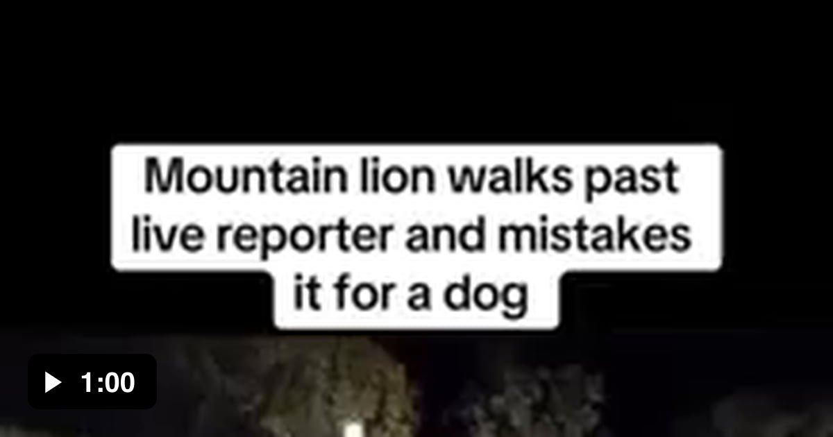 Reporter mistakes mountain lion as dog 9GAG