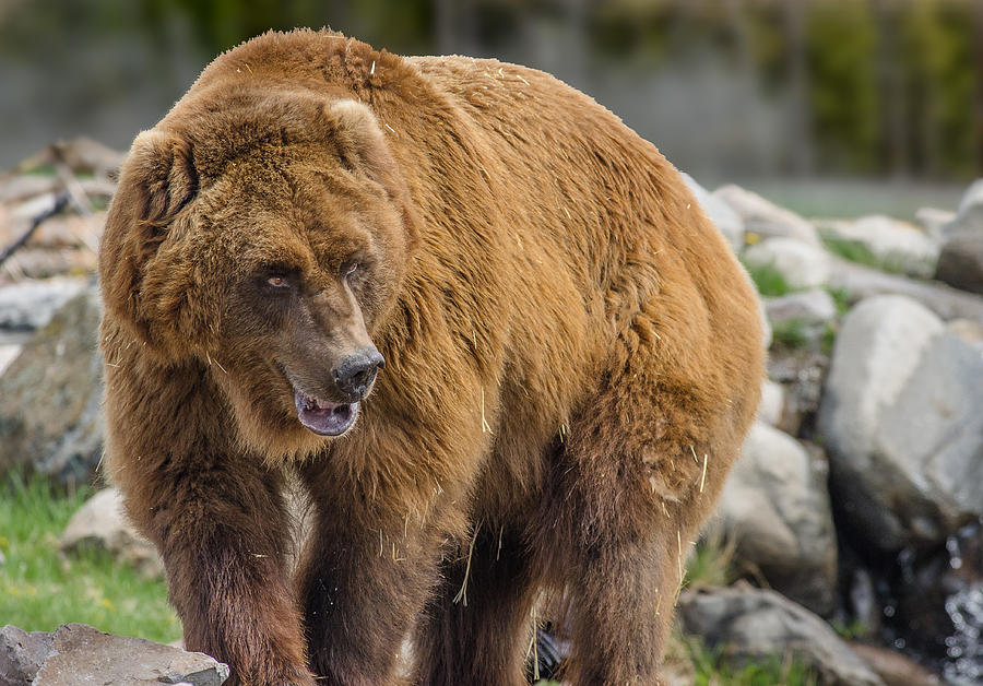 Very Big Bear Photograph by Greg Nyquist Fine Art America