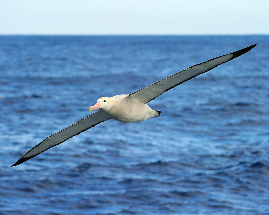 Longest wingspan ebooksilope