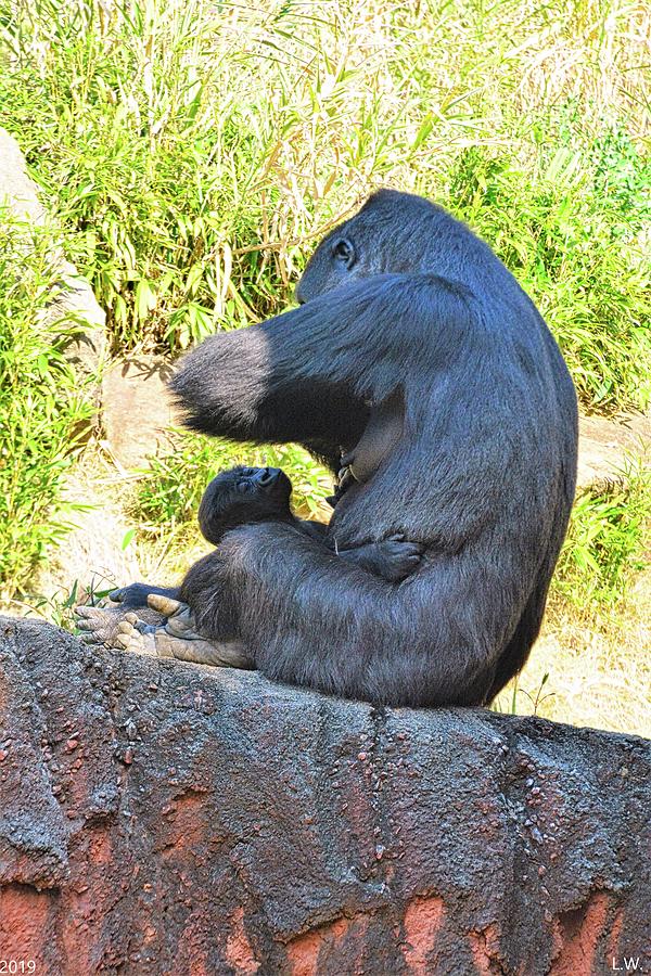 Momma Gorilla With Her Baby Photograph by Lisa Wooten Fine Art America