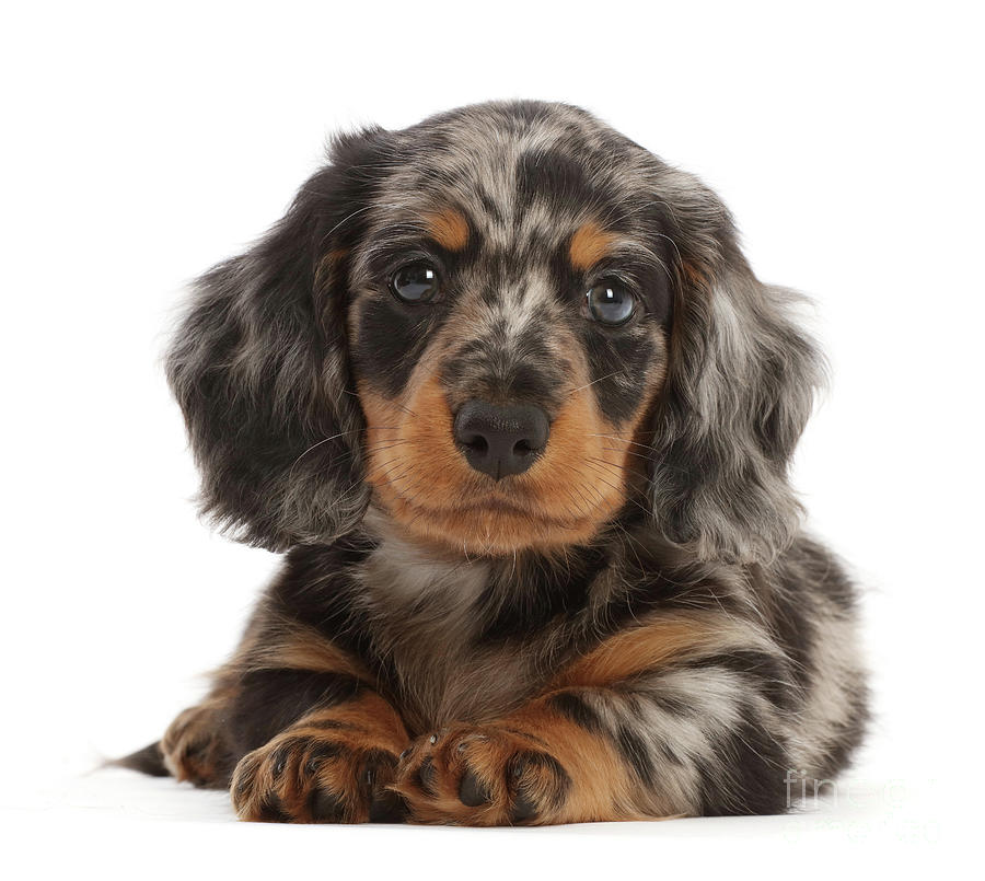 Longhaired Dapple Dachshund puppy Photograph by Warren Photographic