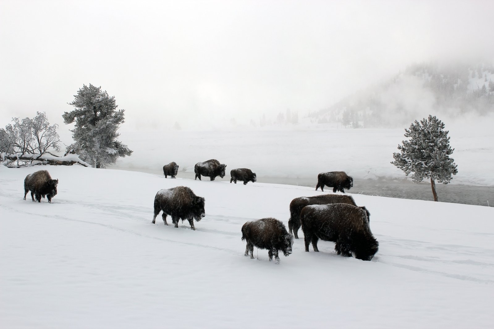 Winter Buffalo 1 Free Photo Download FreeImages