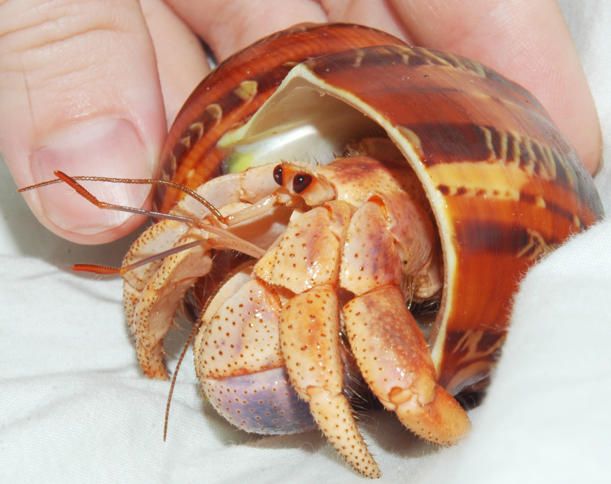 How to Care for a Molting Hermit Crab PetHelpful