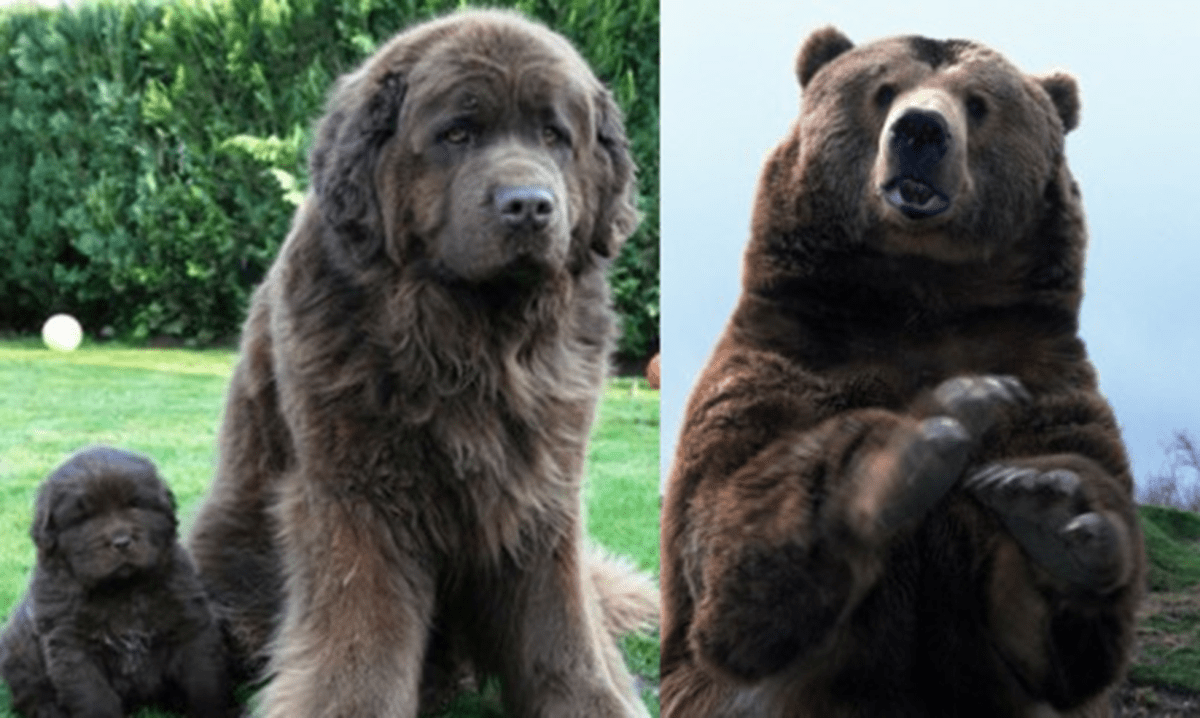 Is A Bear Like A Dog