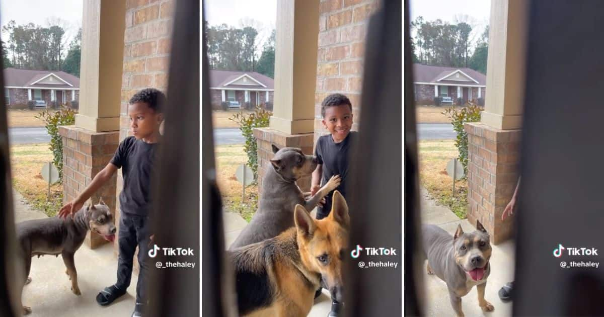 Boy Arrives Home With a Random Pit Bull and German Shepherd, Stressed