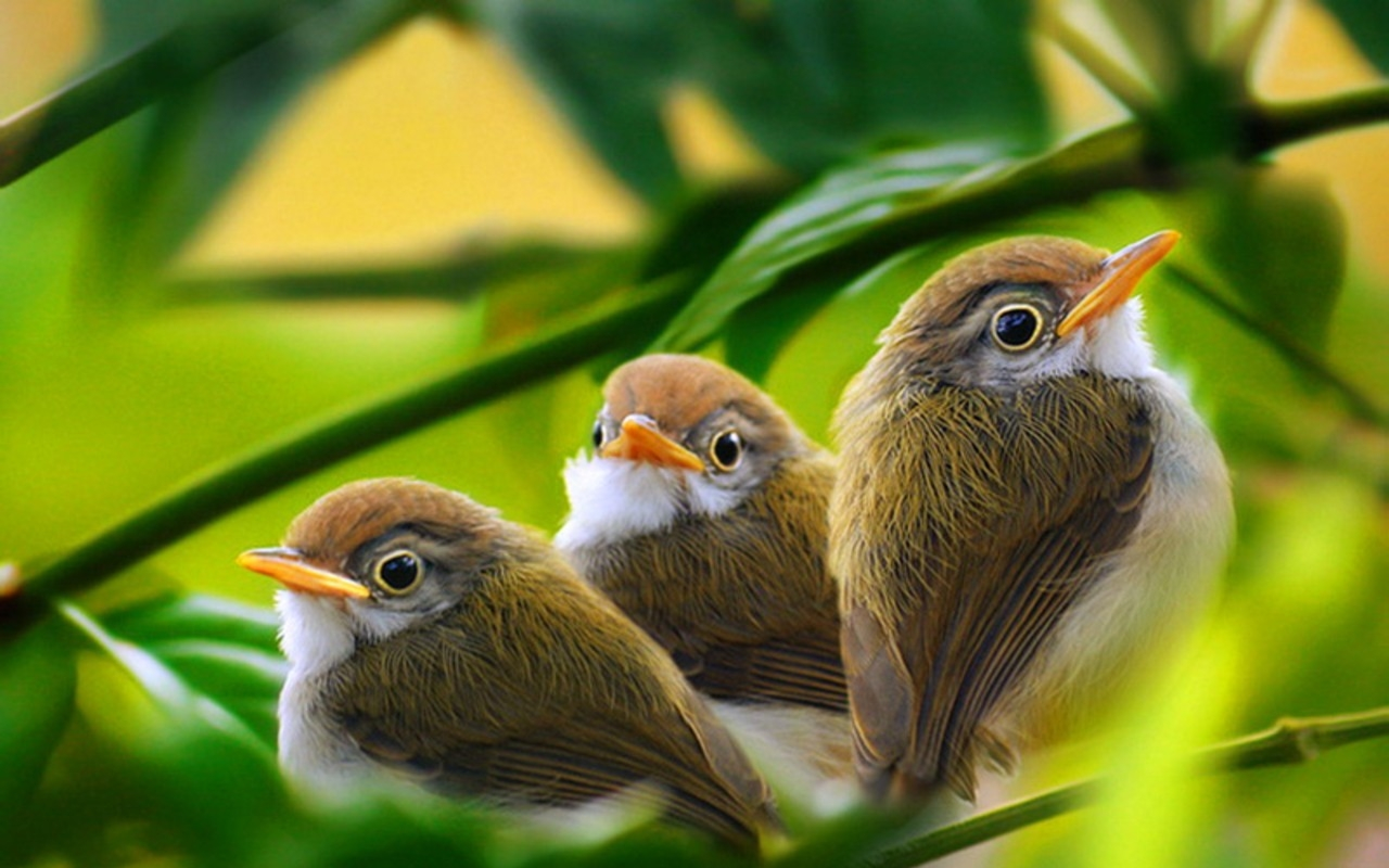 Vogel Full HD Wallpaper and Achtergrond 2560x1600 ID
