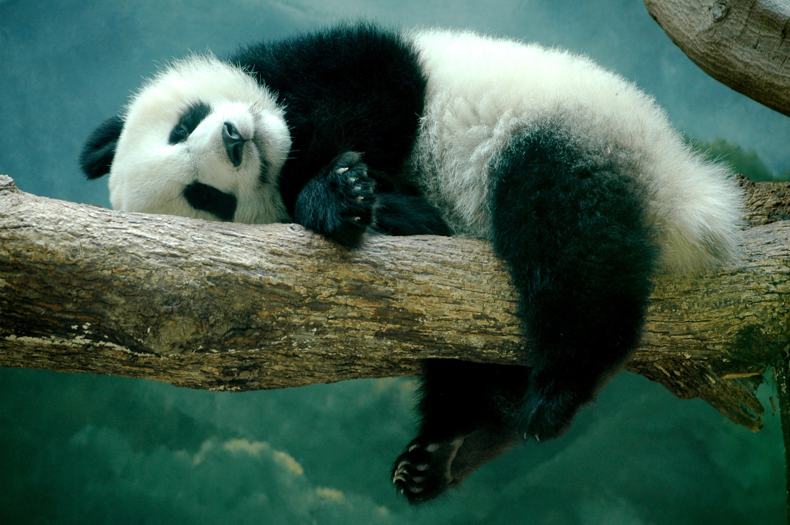 Panda Fondos de pantalla, Fondos de escritorio 2707x1800 ID588525