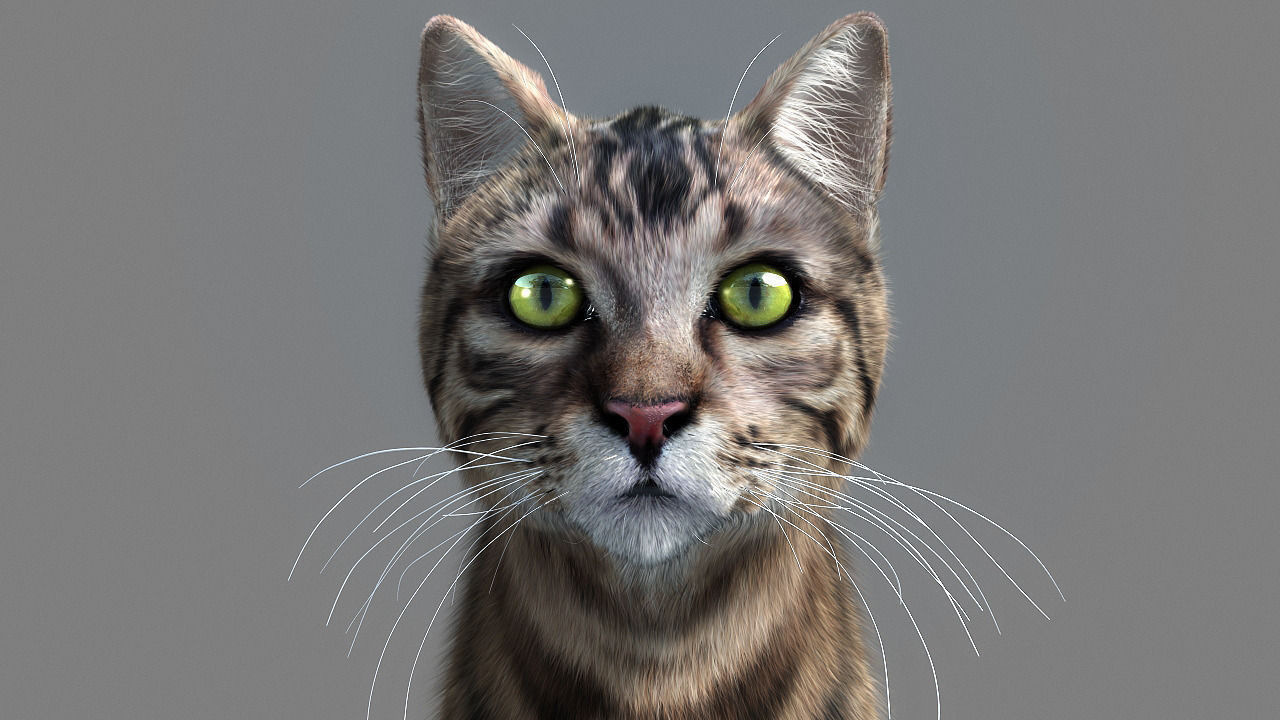 Cat 3D Model animated rigged .max
