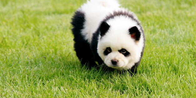 Panda Dogs Are Dogs That Look Like Pandas (PHOTOS) HuffPost Canada Life