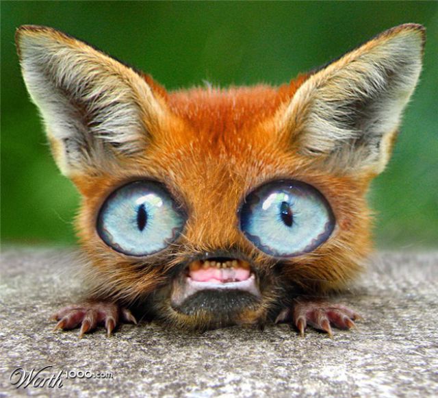 Freakish Animals (51 pics)