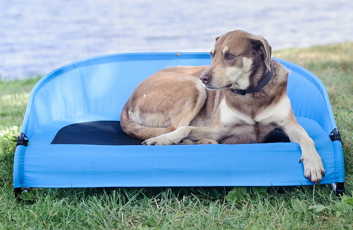 The 5 Best Cooling Dog Beds