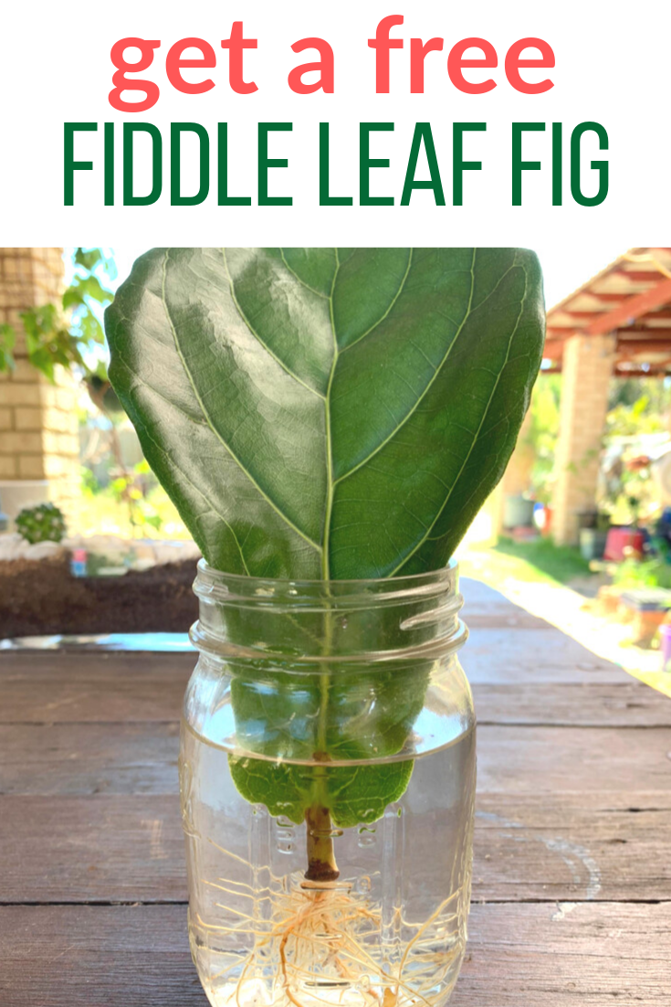 How To Propagate A Fiddle Leaf Fig In Water Indoor Plant Care