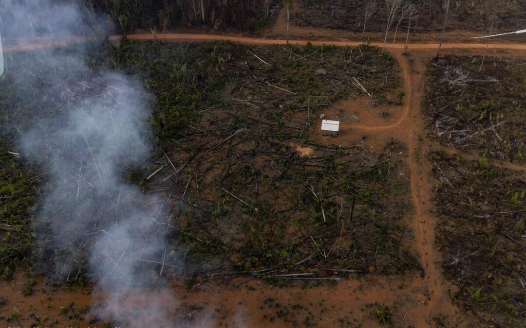 O que é grilagem de terras e como combater esse crime na Amazônia