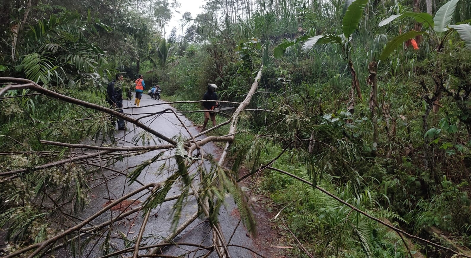 Pohon Tumbang di Bendungan Akibatkan Akses Jalan Tertutup dan Satu Warung Rusak Berat 1 Pohon tumbang di Kecamatan Bedungan, Kabupaten Trenggalek