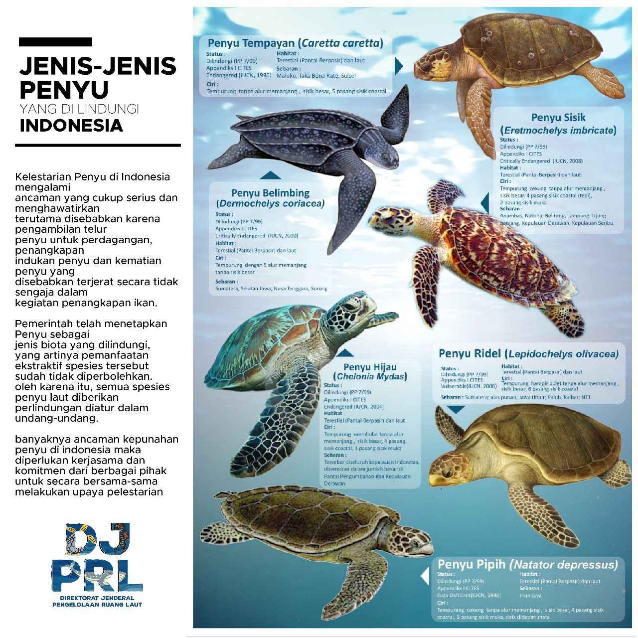 Hari Penyu Sedunia: Hati-Hati Jangan Ditangkap, 6 Jenis Penyu yang Dilindungi di Indonesia 1 Jenis-jenis penyu yang dilindungi di Indonesia