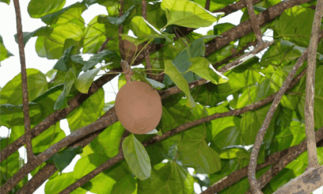 Mengenal Pohon Pucung dan Kluwak, Flora Khas Trenggalek 1 Buah Pohon Pucung