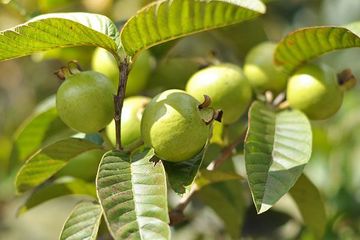 Inilah 4 Cara Membersihkan Karang Gigi secara Alami 2 Daun jambu biji