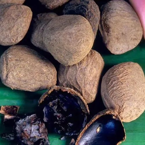 Mengenal Pohon Pucung dan Kluwak, Flora Khas Trenggalek 2 Kluwak dari buah Pohon Pucung