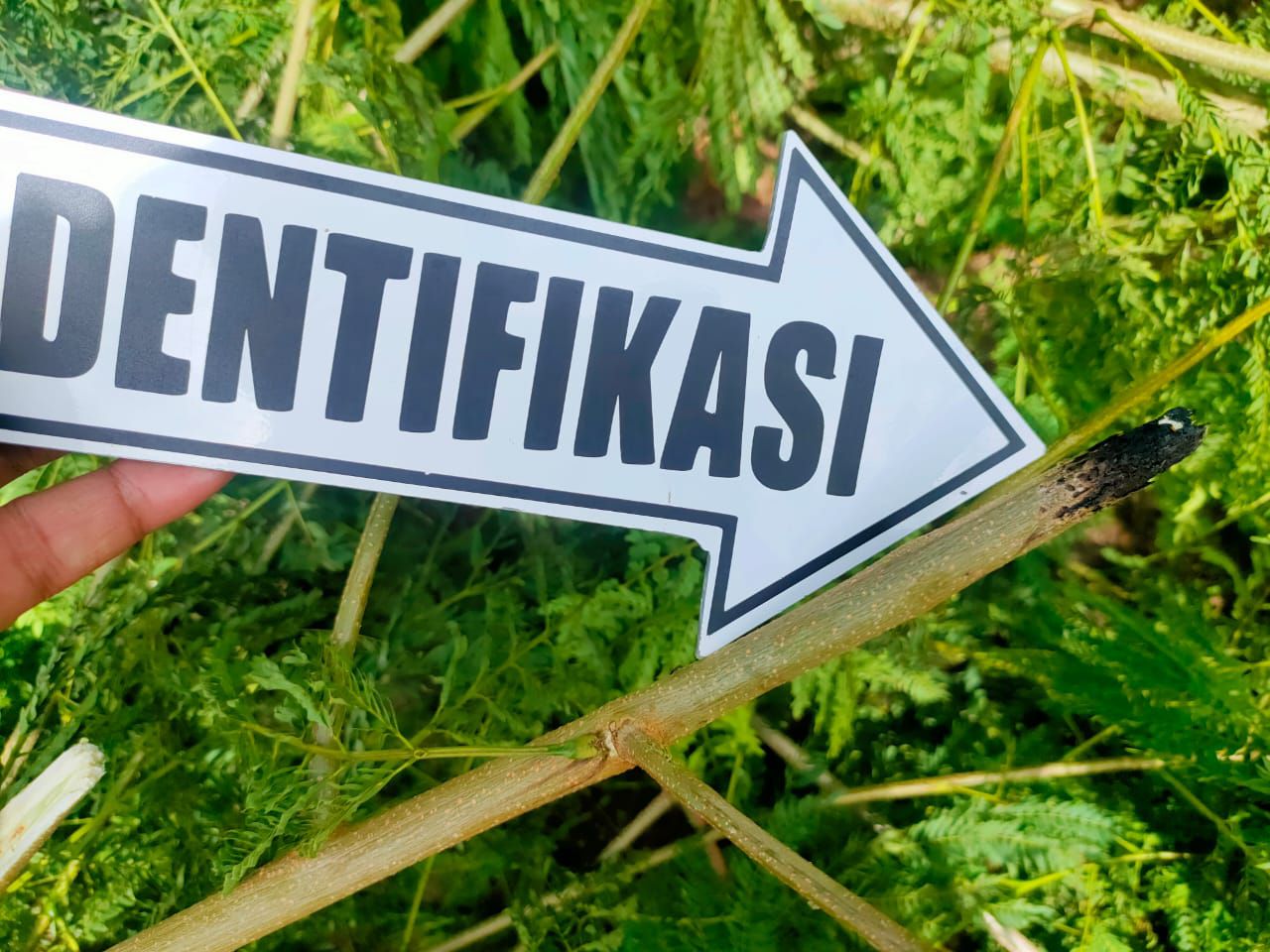 Kronologi Warga Trenggalek Meninggal karena Tersengat Arus Listrik saat Mencari Pakan Ternak 1 Dahan Pohon Mlanding yang hangus tersengat arus listrik